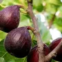 Figovník (Ficus carica) NEGRONE