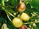 Bio Feigenbaum (Ficus carica) PERETTA