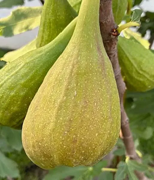 Figovník (Ficus carica) LONGUE D'AOÛT - Tutifruti, s.r.o.