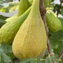 Figovník (Ficus carica) LONGUE D'AOÛT
