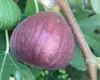 Fig tree