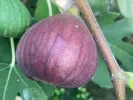 Feigenbaum (Ficus carica) MADELEINE DES DEUX SAISONS