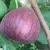 Fig tree