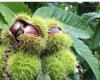 Chestnuts - large-fruited/hybrid