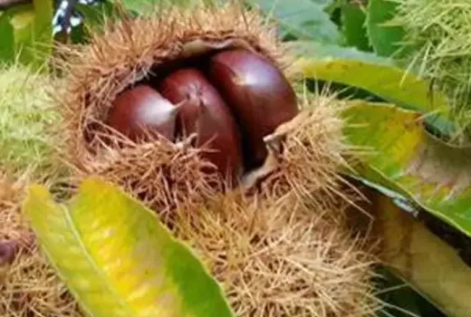 Edelkastanie (Castanea sativa) – Herkunft, Botanik und Ökologie des „Brotbaums"