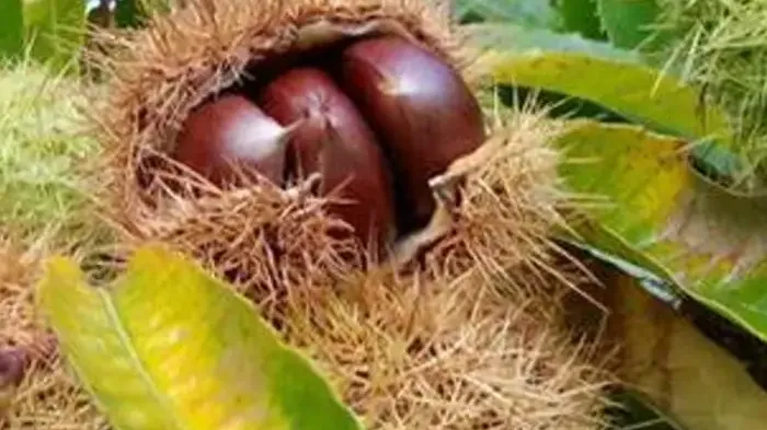 Edelkastanie (Castanea sativa) – Herkunft, Botanik und Ökologie des „Brotbaums"