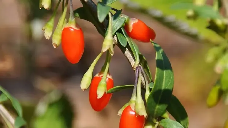 Goji (Chinese wolfberry): What is it? A guide to botany and species (Part 1)