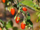 Goji (Lycium barbarum) BIG LIFEBERRY