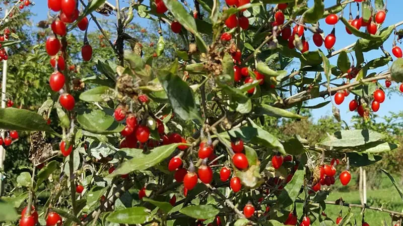 Goji: Wissenschaft hinter den Wirkungen und moderne Verwendung (Teil 2)