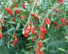 Goji Berry Plants