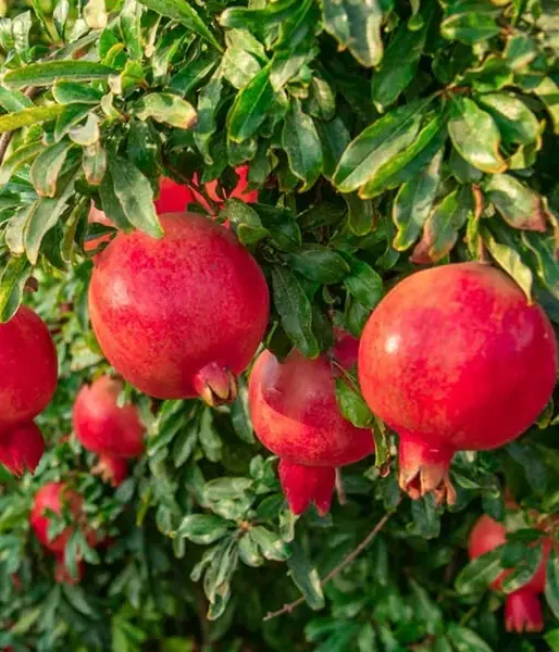 BIO Pomegranate (Punica granatum) ACCO