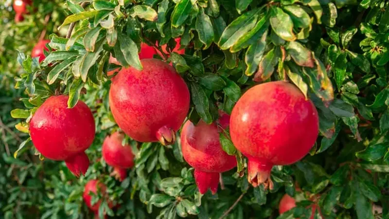 Pomegranates: Top 5 Varieties for Your Garden