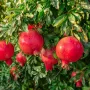 BIO Pomegranate (Punica granatum) ACCO