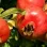 Granatäpfel: Eine detaillierte Analyse der griechischen Legende „Ermioni” und der frühen Sorte „Angel Red”