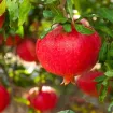 Granatapfel