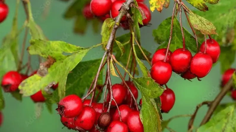 Hawthorn (Crataegus): Health Effects, Uses, and Safety (Part 2)