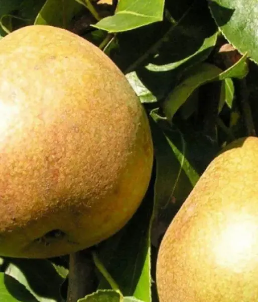 Pear (Pyrus communis) BELORUSKAJA POZDŇAJA