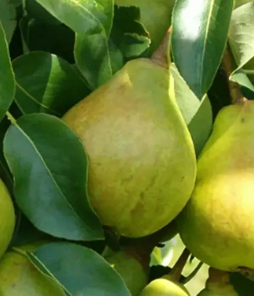 Hruška (Pyrus communis) PEPI