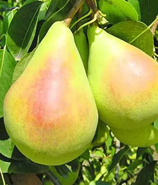 Pear (pyrus communis) SANTA MARIA