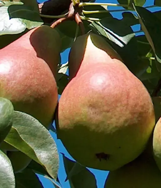 Pear (Pyrus communis) TAJUŠČAJA