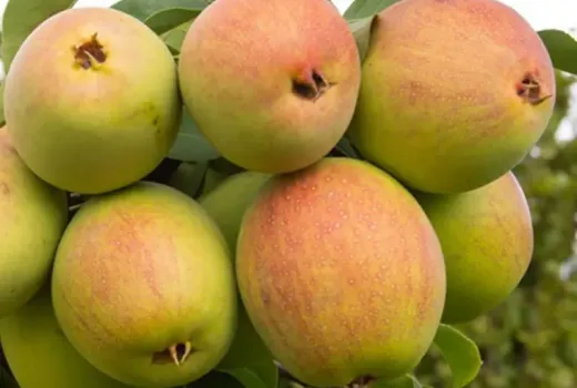 Exotisch und unverwüstlich: Warum die asiatische Birne „Tem-Bo-Li” ein Schatz für moderne Gärten ist