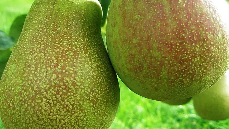 Birnen für alle Jahreszeiten: Analyse der Sommerbirne „Vasarinė Sviestinė“, der Herbstbirne „Mramornaja“ und der Winterbirne „Beloruskaja Pozdňaja“