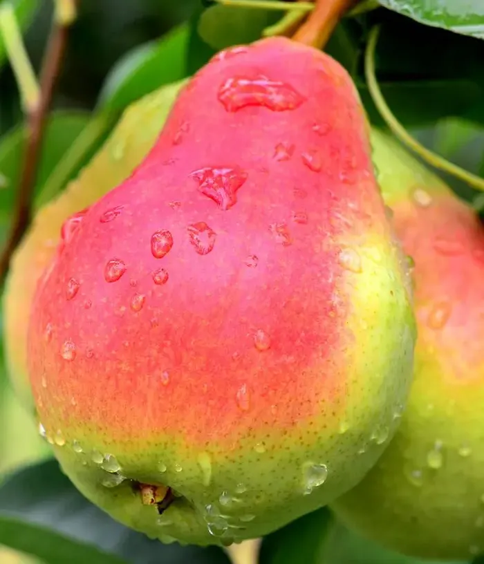 Pear (pyrus communis) CARPICA - Tutifruti, s.r.o.