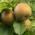 Nashi - Chinese varieties