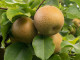 Nashi - Japanische Birnenbaum (Pyrus pyrifolia) CHOJURO