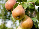 Säulenbirne (Pyrus communis) DECORA - Tutifruti SK