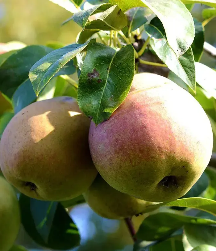 Pear (pyrus communis) EURAS - Tutifruti, s.r.o.