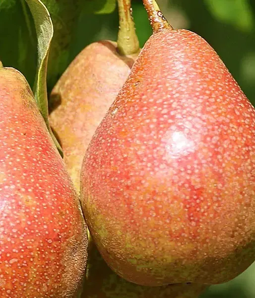 BIO Säulenbirne AROMA SPUR GELB-ROT