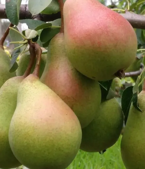Birnenbaum  (Pyrus communis) HAYDEEA