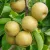 Nashi - Asian pears