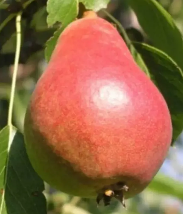 Birnenbaum  (Pyrus communis) LUKNA