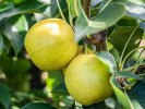 Nashi - Japanische Birnenbaum (Pyrus pyrifolia) NIJISSEIKI - Tutifruti SK