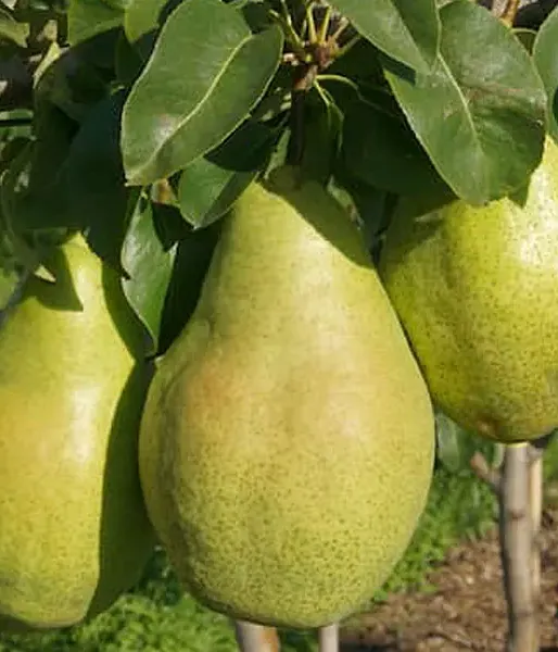 Pear (pyrus communis) NOJABRSKAJA - Tutifruti SK