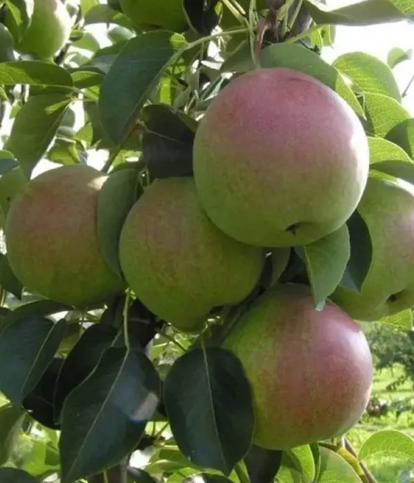 Birnenbaum  (Pyrus communis) DESSERTNAYA ROSSOSHANSKAYA