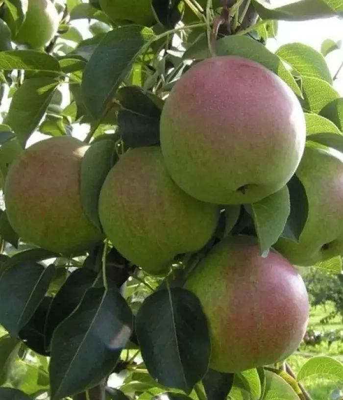 Birnenbaum  (Pyrus communis) DESSERTNAYA ROSSOSHANSKAYA - Tutifruti, s.r.o.
