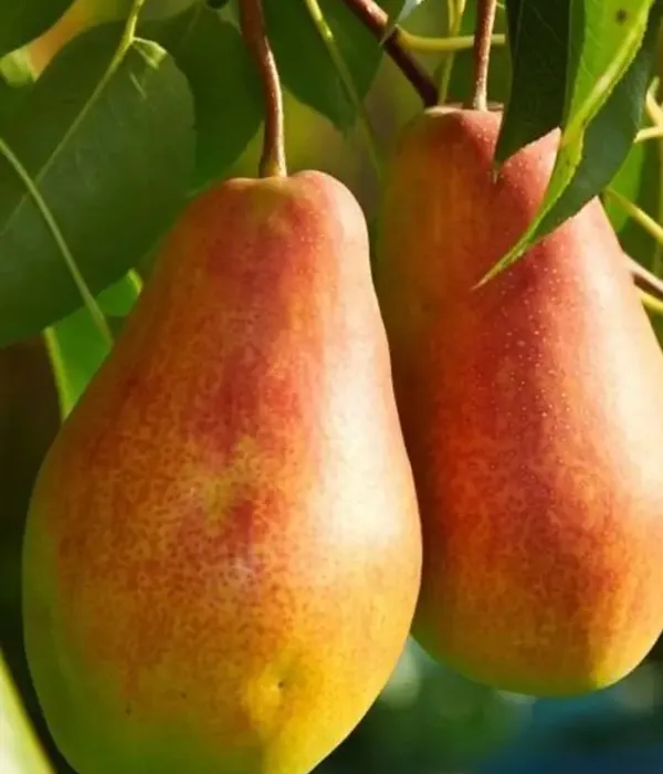 Birnenbaum  (Pyrus communis) DUKHMYANAYA