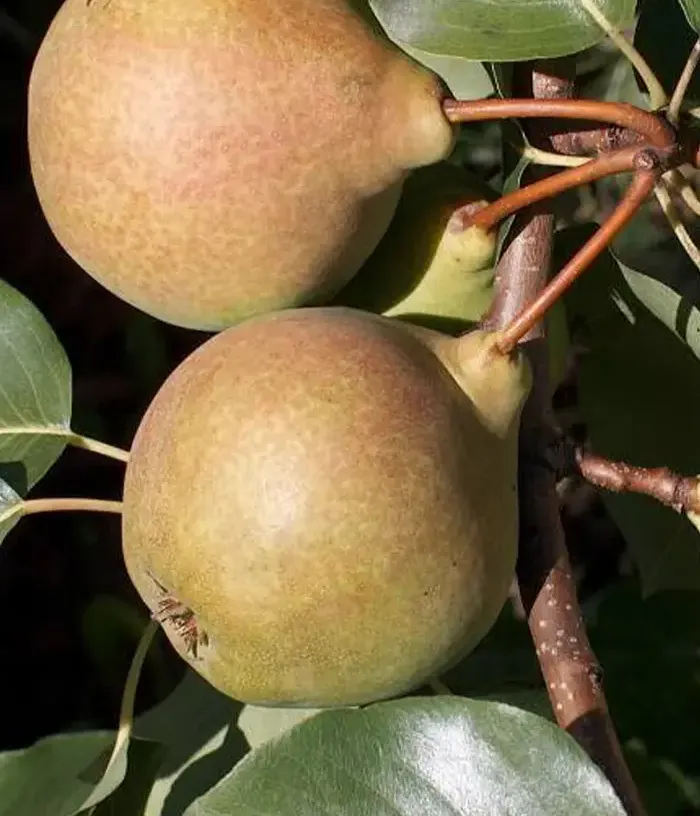 Birnenbaum  (Pyrus communis) JŪRATĖ - Tutifruti, s.r.o.