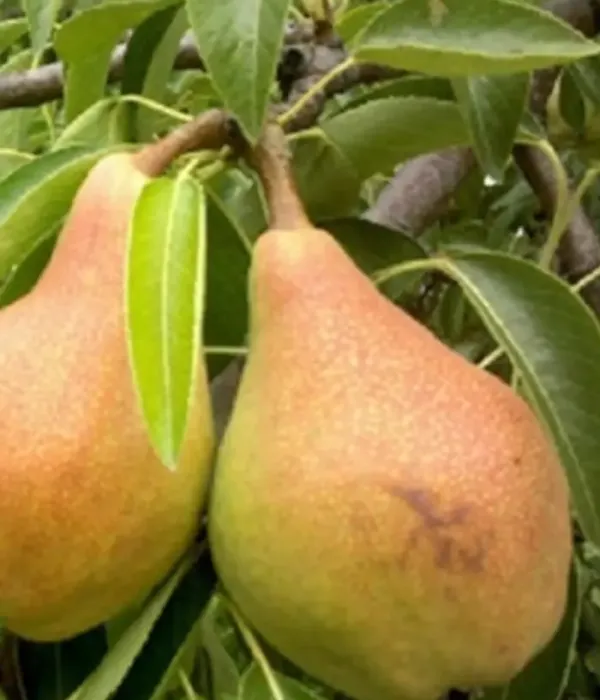 Birnenbaum  (Pyrus communis) LJUBIMICA OSENNJAJA