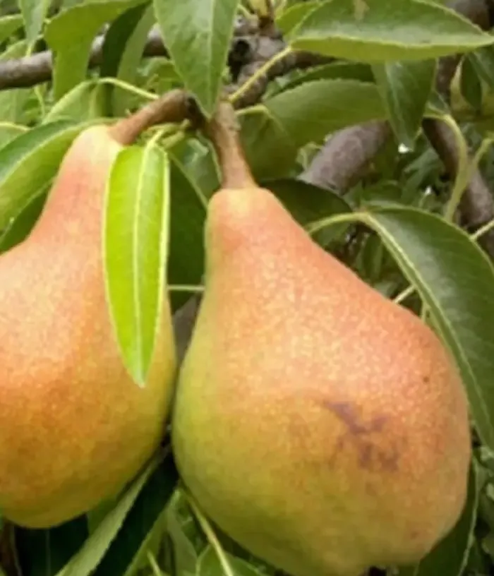 Birnenbaum  (Pyrus communis) LJUBIMICA OSENNJAJA