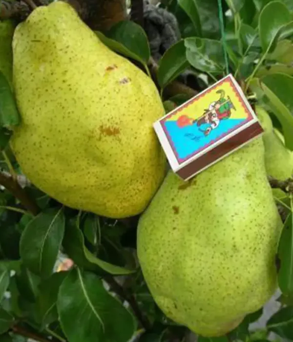 Birnenbaum  (Pyrus communis) ZIMŇAJA MLIJEVSKAJA