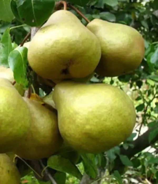 Birnenbaum  (Pyrus communis) PLATONOVSKAJA