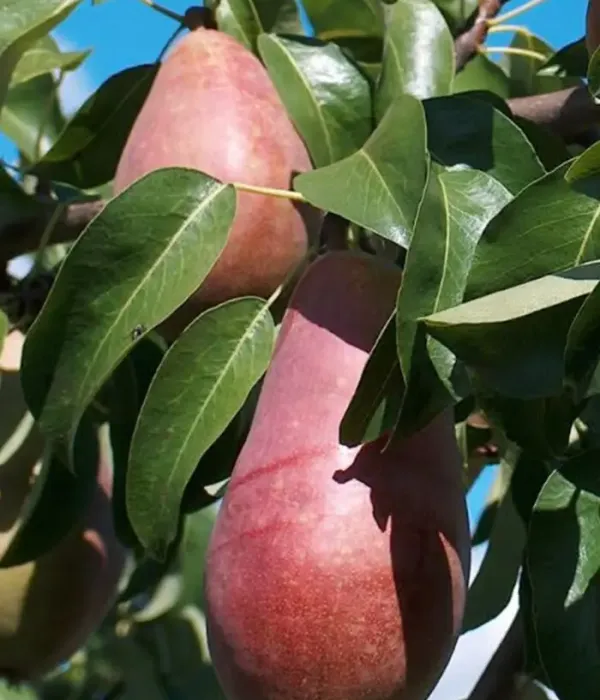 Birnenbaum  (Pyrus communis) SĒLIJA