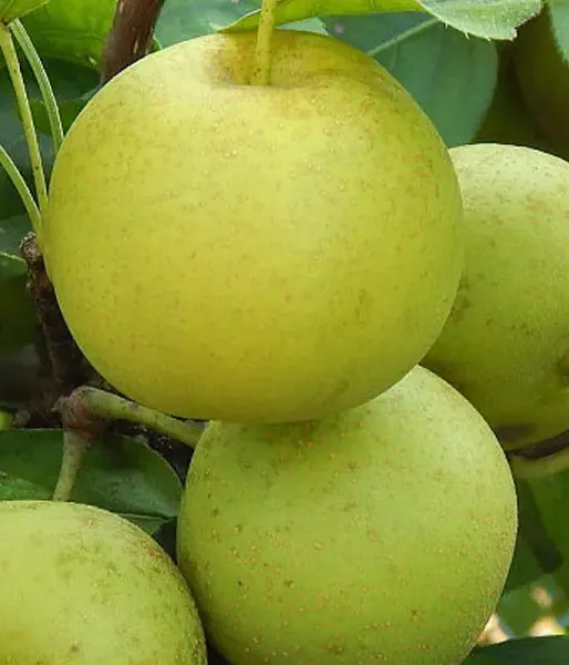 Apple Pear (Pyrus pyrifolia) SHINSEIKI