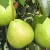 Nashi - Japanese varieties
