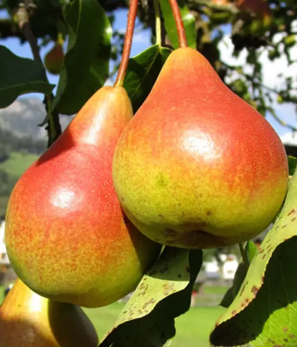 Birnenbaum  (Pyrus communis) TUDOR