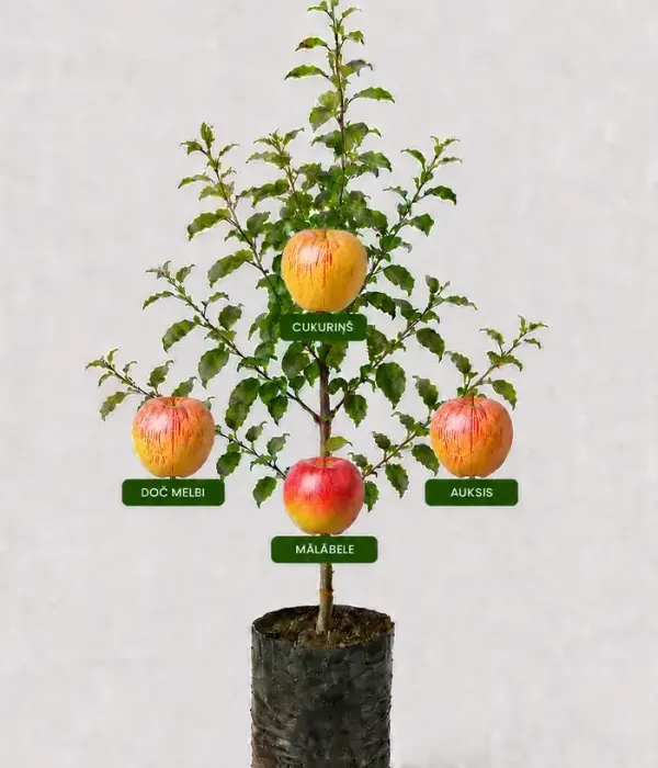 Family Apple Tree (Malus domestica)  CUKURIŅŠ + DOČ MELBI + AUKSIS + MĀLĀBELE 26/12